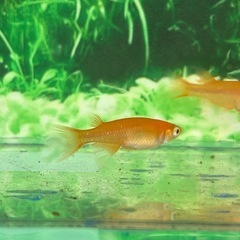 【メダカのしっぽ】【現物】ふーはー2ペア＋1(オス)の画像