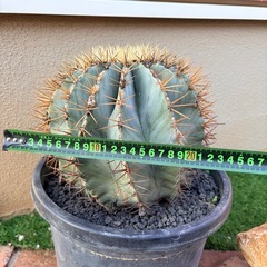 【特大】　王冠竜③の画像