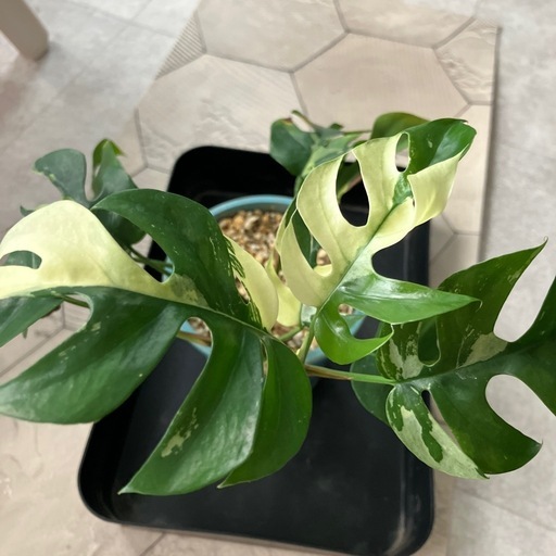 ヒメモンステラ  斑入り