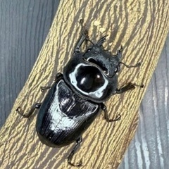 [国産オオクワガタNO:204]即ブリ)YG871系統  78ミリペアー    の画像