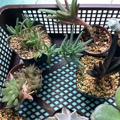 多肉植物☆おまとめの画像
