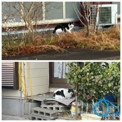 急募！餌やり施設に！助けてください！ - 猫