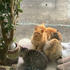 急募！餌やり施設に！助けてください！