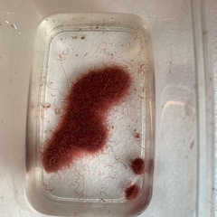 イトメ最高の状態ですよ