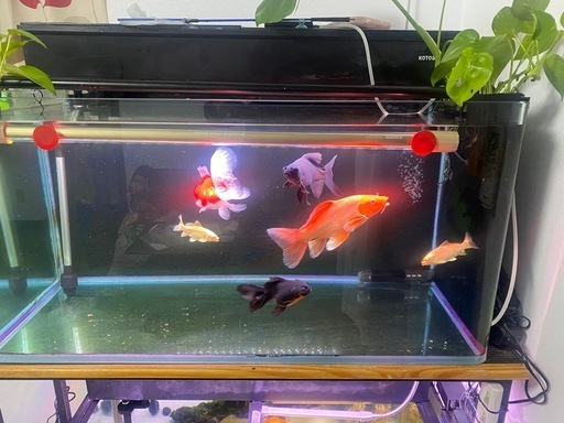 90cmコトブキ水槽2セットと水槽台
