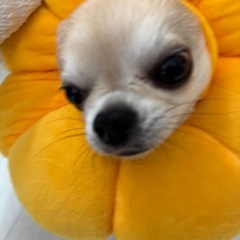 犬猫用お花のふあふあ犬猫用カラー　　去勢手術後の画像