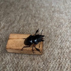 インペリアリスツヤクワガタWDペアの画像