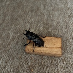 インペリアリスツヤクワガタWDペアの画像