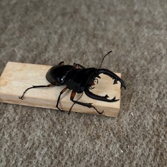 インペリアリスツヤクワガタWDペアの画像