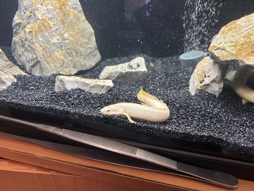 ポリプテルスセネガルス　プラチナ