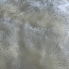 ボアシーツ②の画像