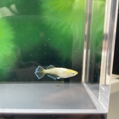 黝輝、光紬ミックスめだか　メダカ　画像の全ての画像
