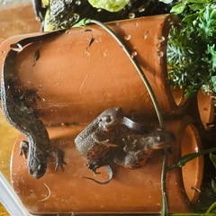 アカハライモリ６匹と水槽２つ＆アクアリウムセットの画像