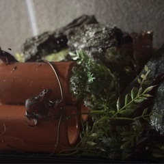 アカハライモリ６匹と水槽２つ＆アクアリウムセットの画像