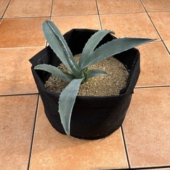 観葉植物　アガベ・アメリカーナ(鉢:30cmくらい)の画像