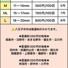 コオロギ・5〜7mm：300円/100匹の画像