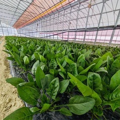 新鮮無農薬ほうれん草1袋100円の画像