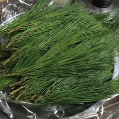 松葉を譲って下さい。