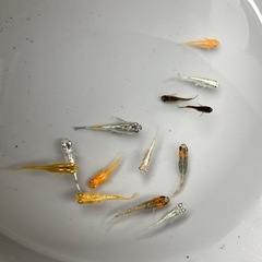 ミックスメダカ　の画像