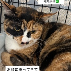 甘えん坊ミケ3月8日（日）基山の譲渡会に参加します！