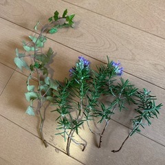 ローズマリーとアイビー
の画像