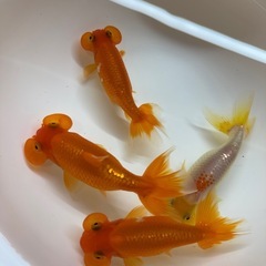 金魚 水泡眼 更紗 明け２歳 4匹の画像