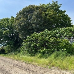 木の伐採・草刈り・家の片付け等 - 西条市