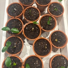 文旦の苗　鉢付きの画像