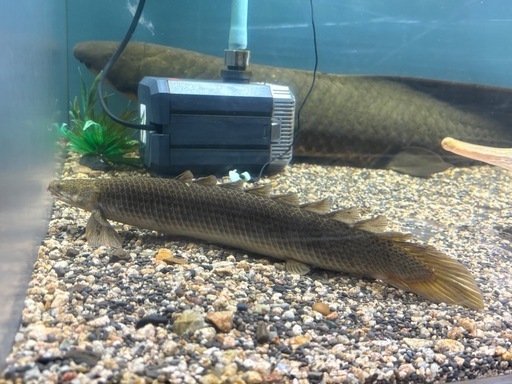 ポリプテルス　セネガルス　トゥルカナ湖産