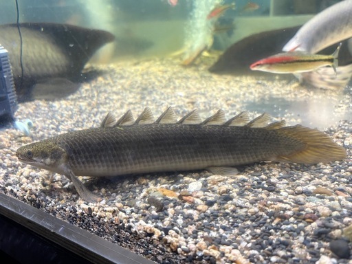 ポリプテルス　セネガルス　トゥルカナ湖産