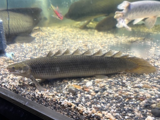 ポリプテルス　セネガルス　トゥルカナ湖産