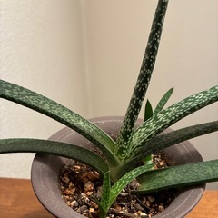 多肉植物・ガステリア・墨鉾の画像