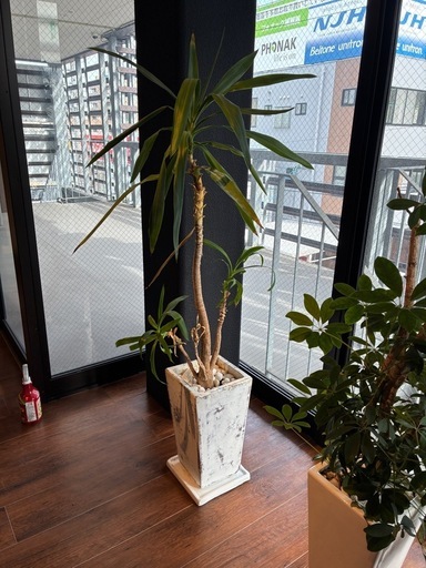 [現状渡し]アンティーク調 大型植木鉢 ホワイト 角型プランター 受け皿付き