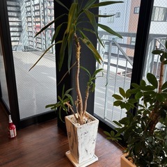 [現状渡し]アンティーク調 大型植木鉢 ホワイト 角型プランター 受け皿付きの画像