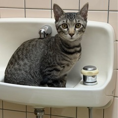 【至急】先住猫との相性のため…甘えん坊キジトラの里親募集