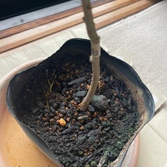 ホワイトマルベリー苗木
の画像