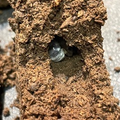 2023年日本初入荷ロトゥンダトスツヤケシクワガタ幼虫5頭の画像