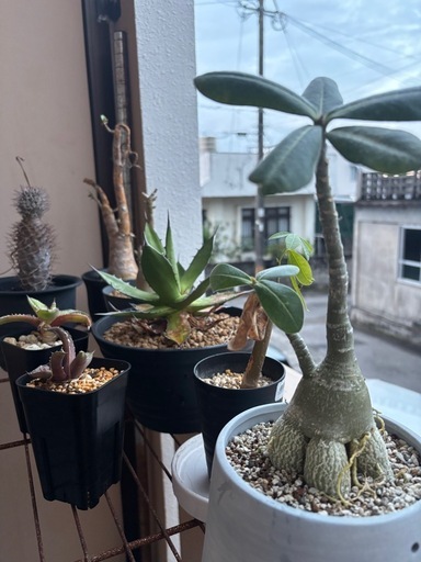 植物色々と鉢
