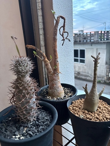 植物色々と鉢