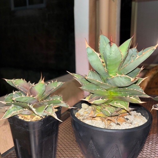 植物アガベセット
