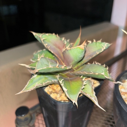 植物アガベセット