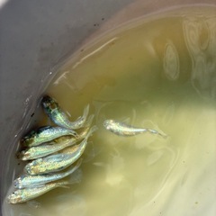 ホログラム　メダカ　めだかの画像