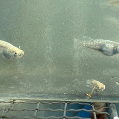 ホログラム　メダカ　めだかの画像