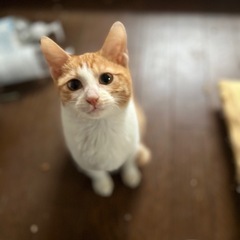 大人しくて寂しがり屋さんです