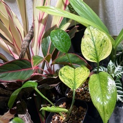 痛みあり　ポトス　テルノアマゾン　観葉植物　②の画像