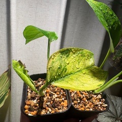 痛みあり　ポトス　テルノアマゾン　観葉植物　②の画像