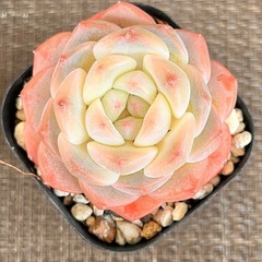 多肉植物 エケベリア  🩷ピンクドリーム🩷シモカ🩷ピンククリスタル🩷の画像