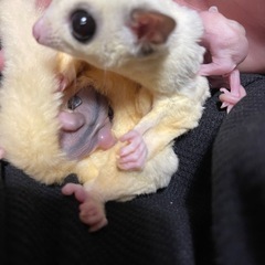 お車でお迎え来られるかたいませんか？パウダーモザイク♀