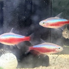 お話中　熱帯魚の画像