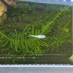 メダカ　ピンクサファイアの画像